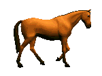 horse